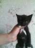 черный пушистый котик с белой грудкой