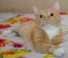 Тигро-солнечная кошечка Мила ищет семью