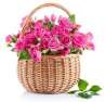 Продам цветы в срезке на заказ свежие с цветочного аукционаю