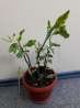 Продам комнатное растение Педилантус