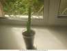 Продам детку эксклюзивного комнатного растения Неомарика