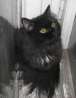 Черныш - пушистый чёрный котик с белым галстучком ищет семью