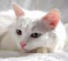 Белоснежный зеленоглазый котик Тиша ищет семью