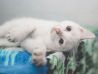Белоснежный голубоглазый котёнок Егорка ищет дом