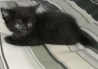 Очаровательные котята, 1,5 месяца, черный, черные с белым, рыже-белым