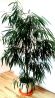 дерево пальма Хризалидокарпус