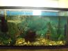 аквариум 80 литров с рыбами