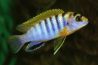 Лабидохромис Хонги (Labidochromis spec 'Hongi')