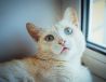 Персиковый котик Персик с агатовыми глазками