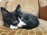 Очаровательная смешная кошка котенок Федя ищет новый дом