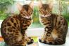 Бенгальские котятки - маленькие леопардики