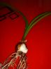 цветок гипеаструи