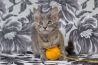 Чудесный ласковый котенок Лима ищет дом