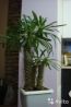 Мадагаскарская пальма