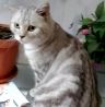 Котик Рони - шикарный мраморный британец
