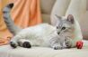 Котёнок Анабэль - метис тайской кошки
