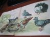 1960-е Книга на немецком языке домашние животные птицы