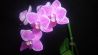 Продам орхидею гибридный мини-фаленопсис