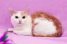 Зеленоглазое рыженькое солнышко, домашний котенок Василиса в дар