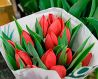 Продам голландские тюльпаны напрямую от теплицы