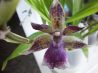 Продам орхидею Зигопеталум, на бутонах