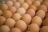 Инкубационное яйцо немецкой несушки Ломан браун