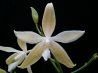 Продам орхидею фасленопси Иероглифика. Природник