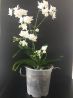 Продам цветущую орхидею-фаленопсис, мультифлору