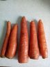 Морковь со своего огорода
