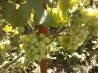 Виноград с домашнего виноградника в Шебекино