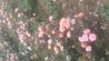 Саженцы роз бордюрных