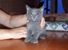 Очаровательный малыш, серо-дымчатый котенок Тима в добрые руки