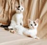 Красавцы-котята, ласковые, умненькие детки в добрые руки