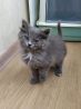 Бесподобный дымчатый крошка-котенок Милашка в добрые руки