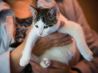 Пропеллер с хвостиком, чудесный домашний котенок Рыся в добрые руки