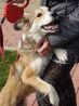 Красавица Шанти, метис шелти, молодая собачка в добрые руки