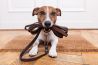 Дрессировка собак (послушание, ОКД, УГС, коррекция). Опыт более 30 лет