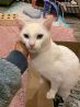 Ласковое чудо, очаровательный, нежный домашний котик Пломбирчик в добр