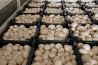 Продаем грибы оптом в Краснодаре, Краснодарский край