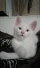 Элитные котята породы Мейн-кун белый красный и черепаховый окрас