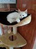 Элитные котята Мейн-кун белого красного черепахавого окраса