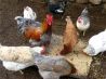 Куплю цыплят, фазанов, цесарку, утят, яйца инкубационные
