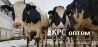 Торговый Дом «КамАгро» продает молочных товарных нетелей Черно-пестрой