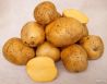 Продается картофель оптом от производителя, Спас-Клепики