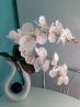 Белая орхидея в вазе