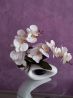 Белая орхидея в вазе